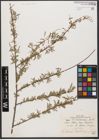 Foto von Salix wilhelmsiana M. Bieb.